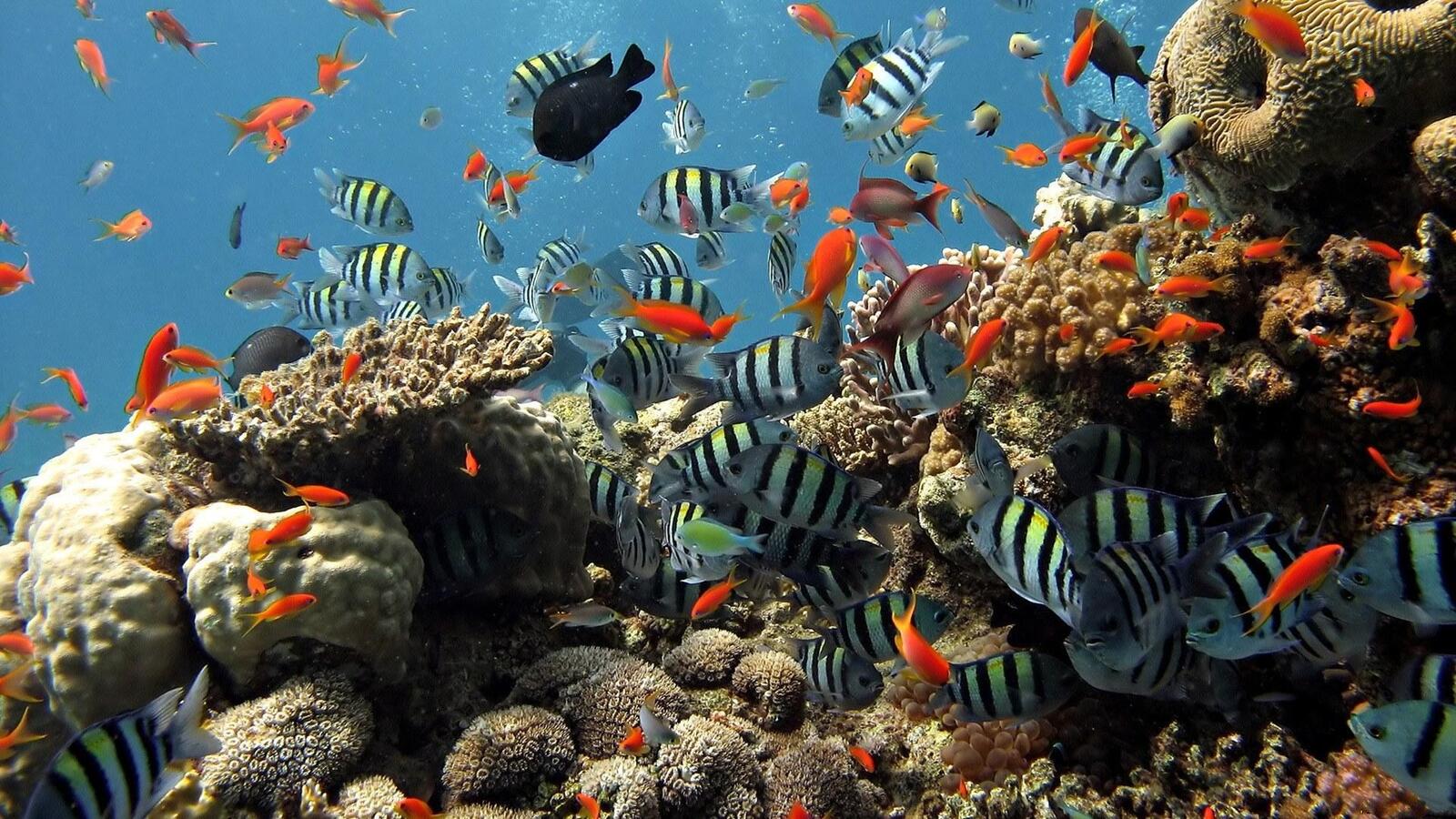 Wallpapers underwater fish swim on the desktop