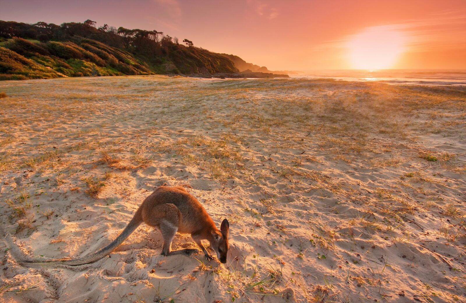 桌面上的壁纸动物 澳大利亚 海滩