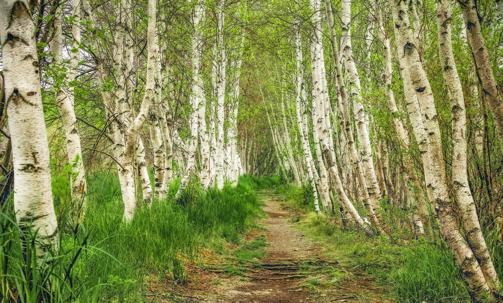 Wallpapers forest trees birches on the desktop