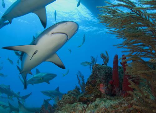 Screensaver shark, sea on iPhone