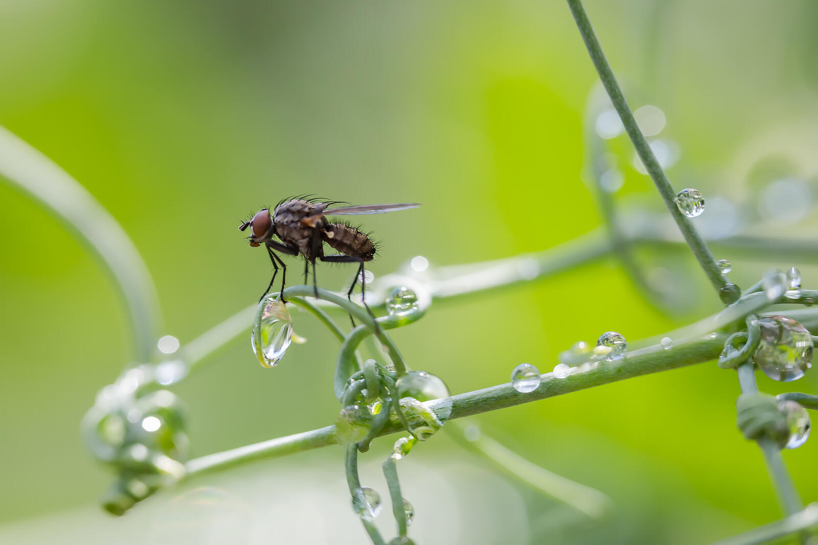Бесплатное фото Обыкновенная муха