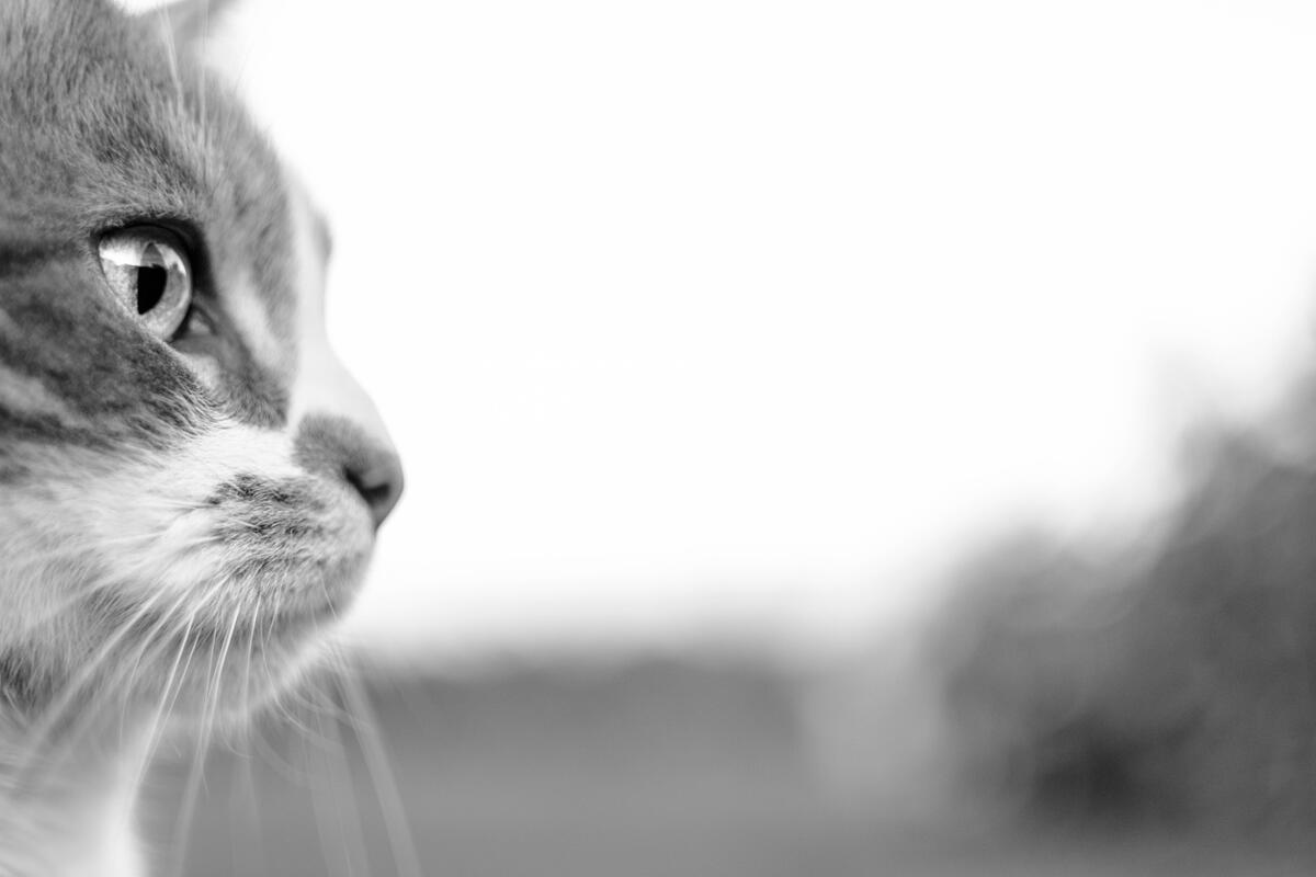 A cat`s face on a monochrome photo