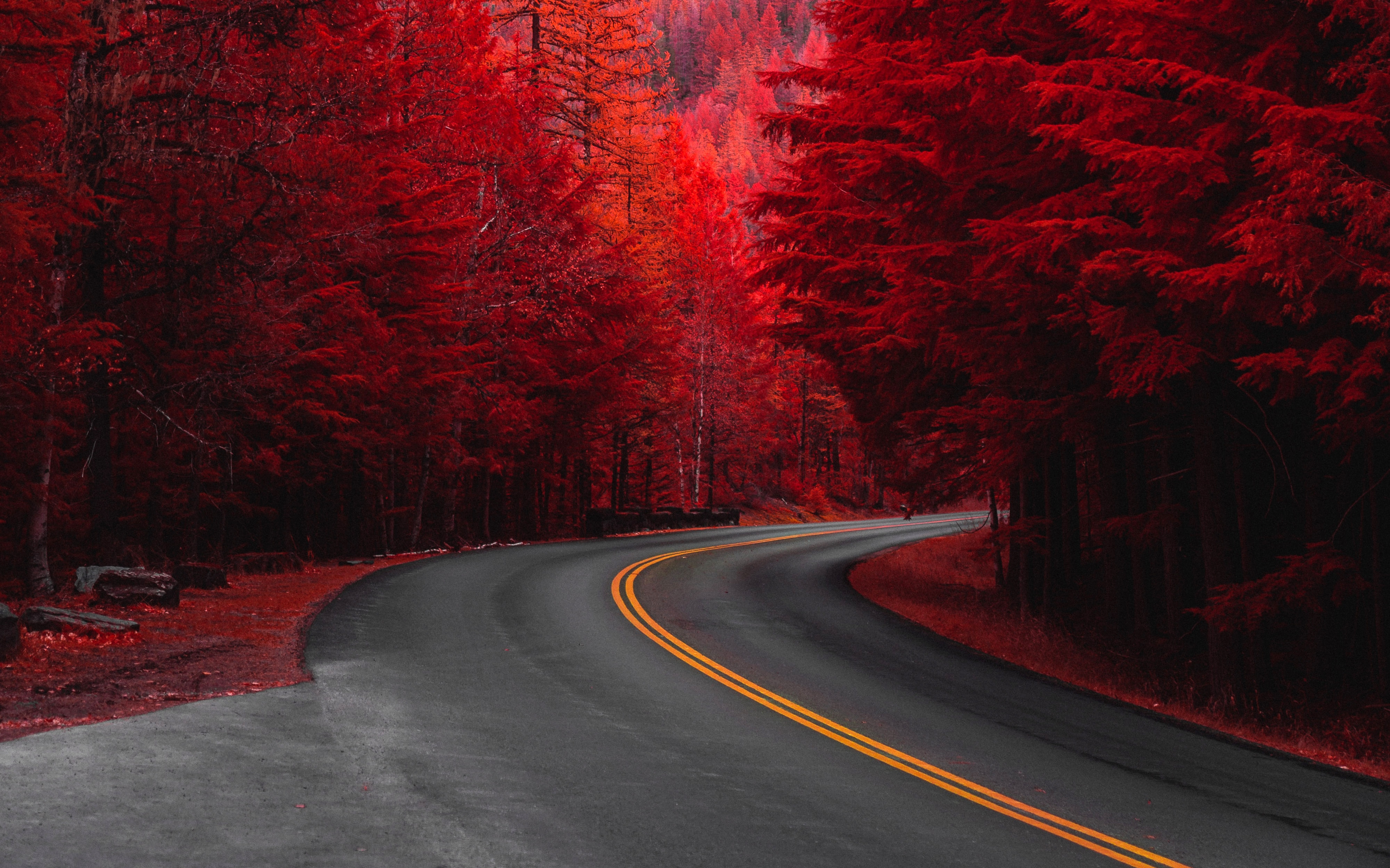 Wallpapers pines road wallpaper red trees on the desktop