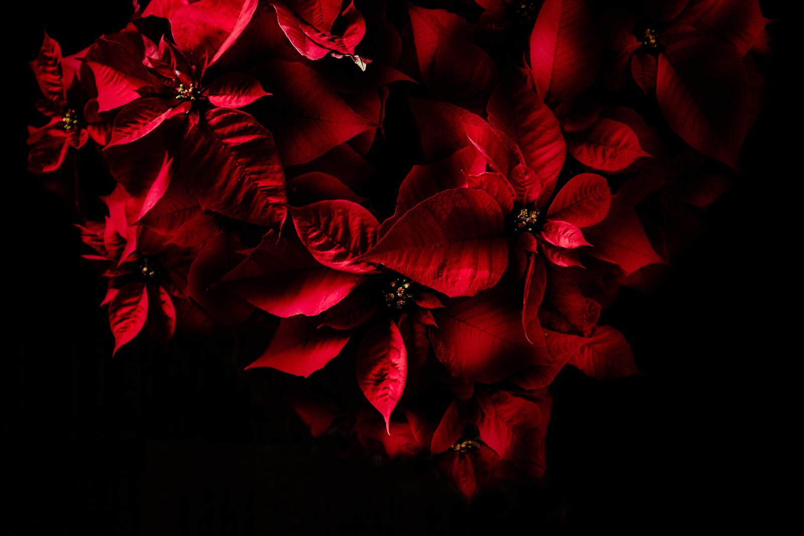 免费照片一张红叶植物的图片