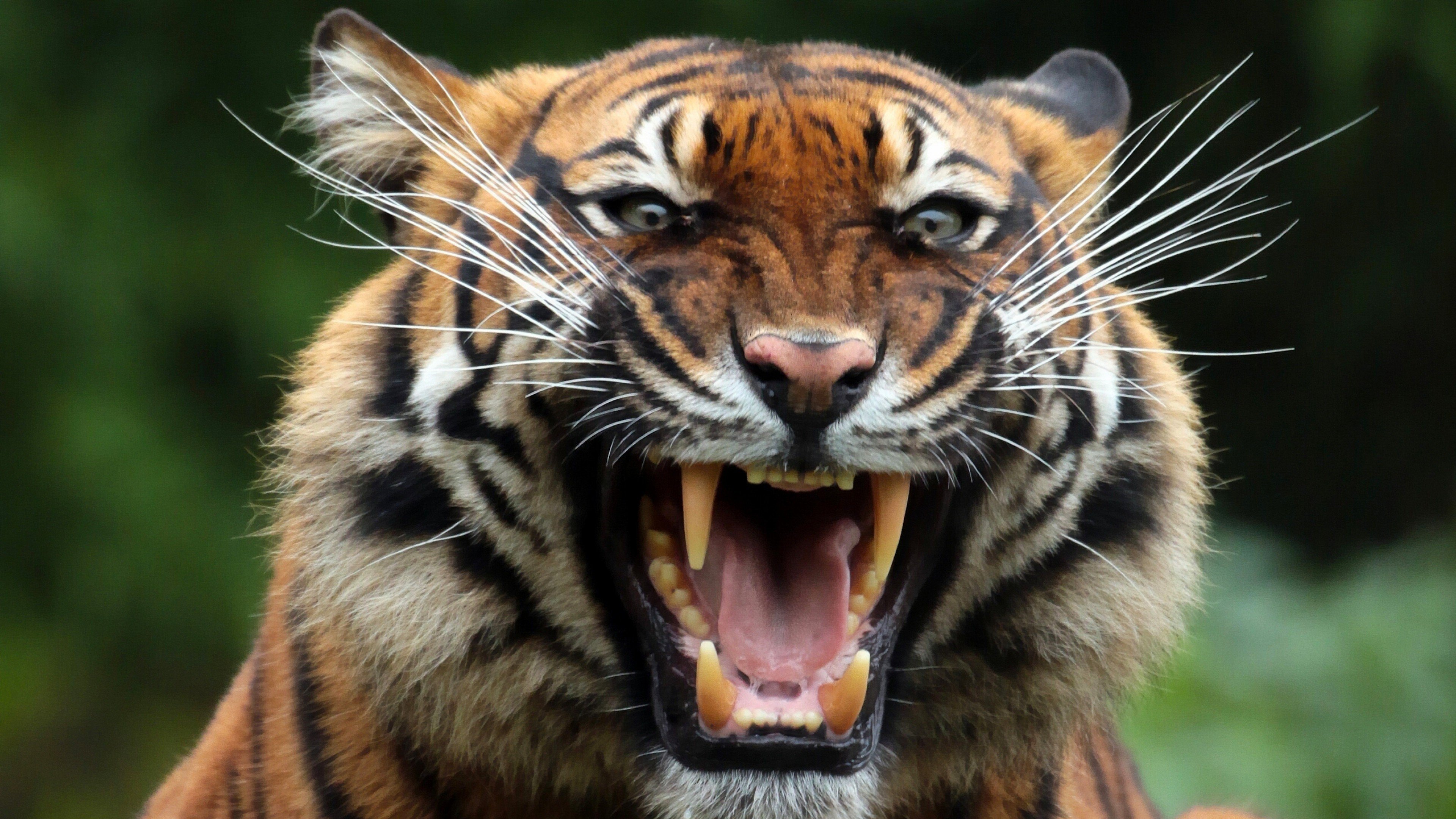 Wallpapers tiger fangs predator on the desktop