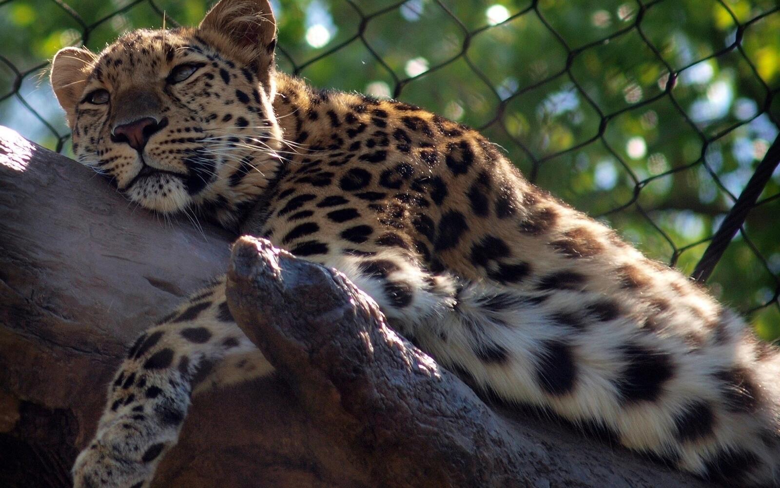 Free photo A jaguar resting on a tree branch