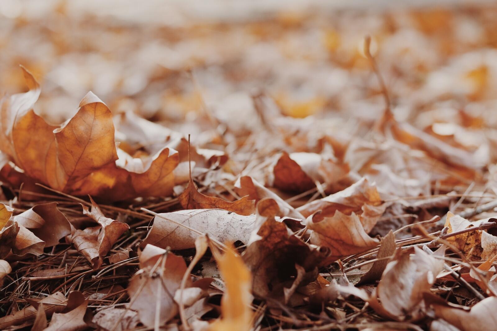 桌面上的壁纸秋叶 地面 模糊的背景