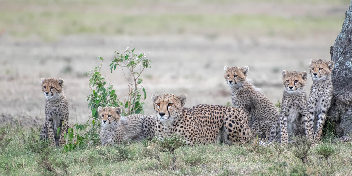 Family of cheetahs at rest