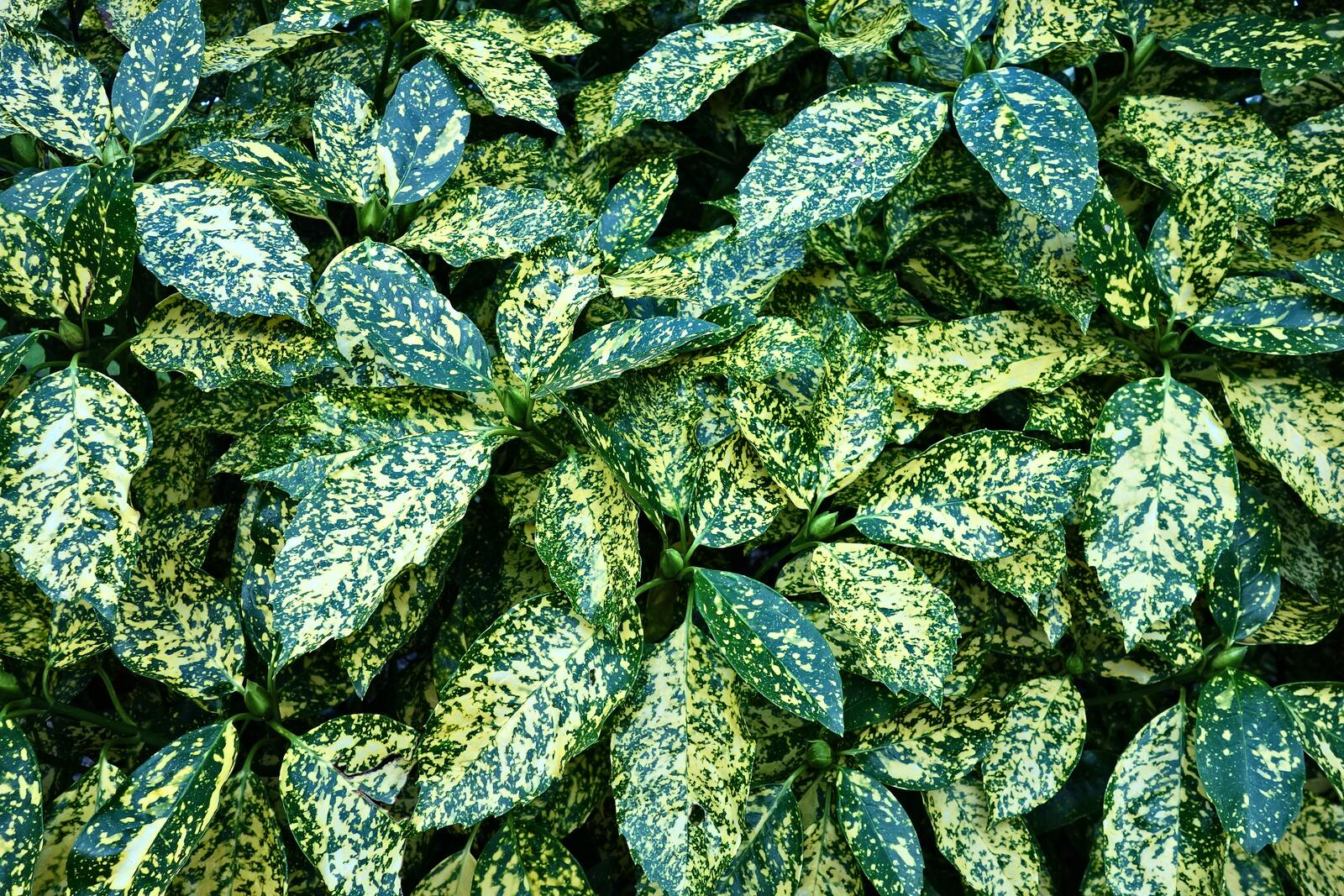 Обои листья кусты зеленый на рабочий стол