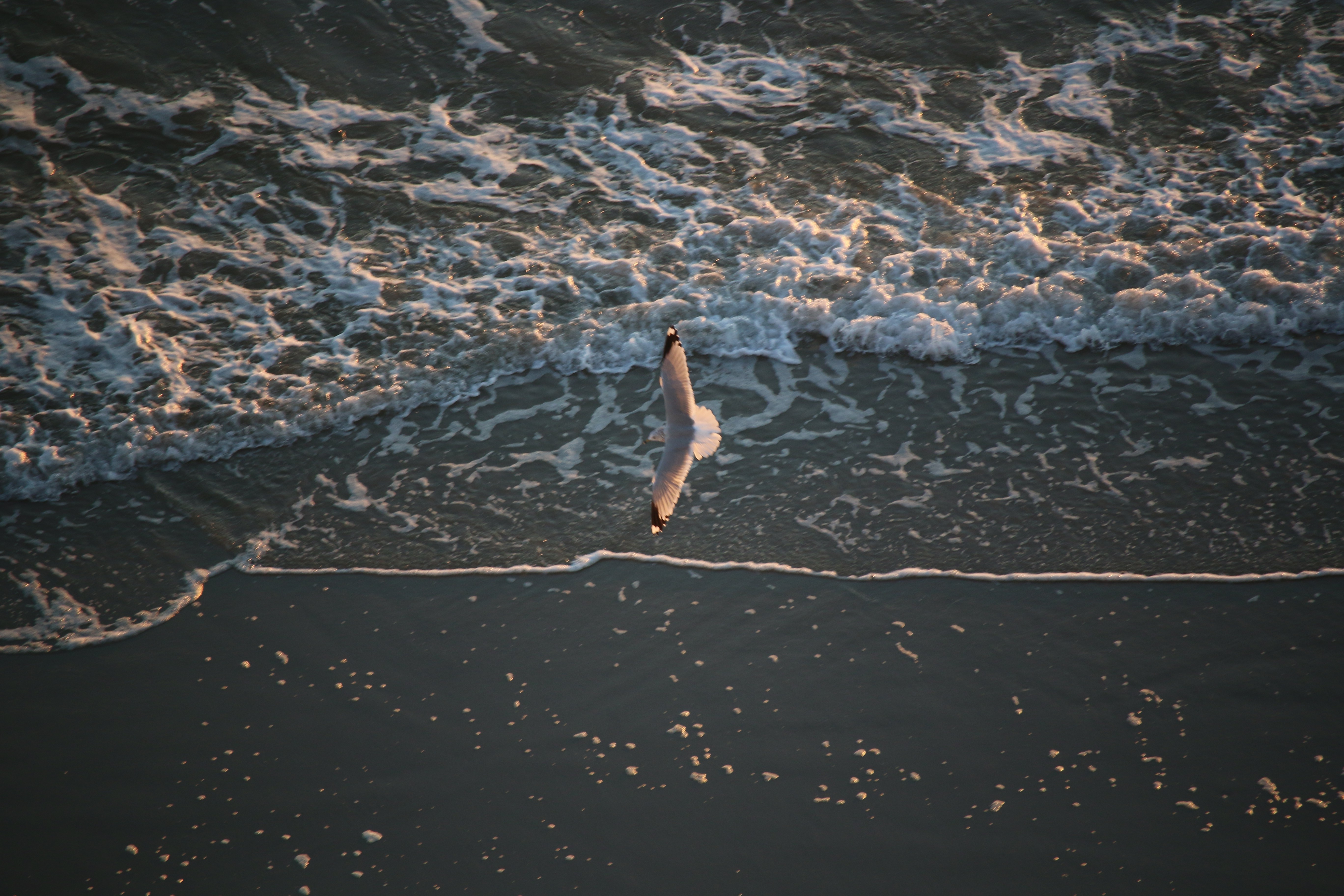 Фото бесплатно чайка, море, отражение