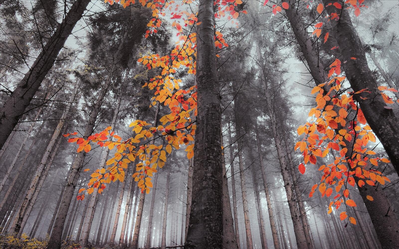 Wallpapers natural environment autumn landscape on the desktop