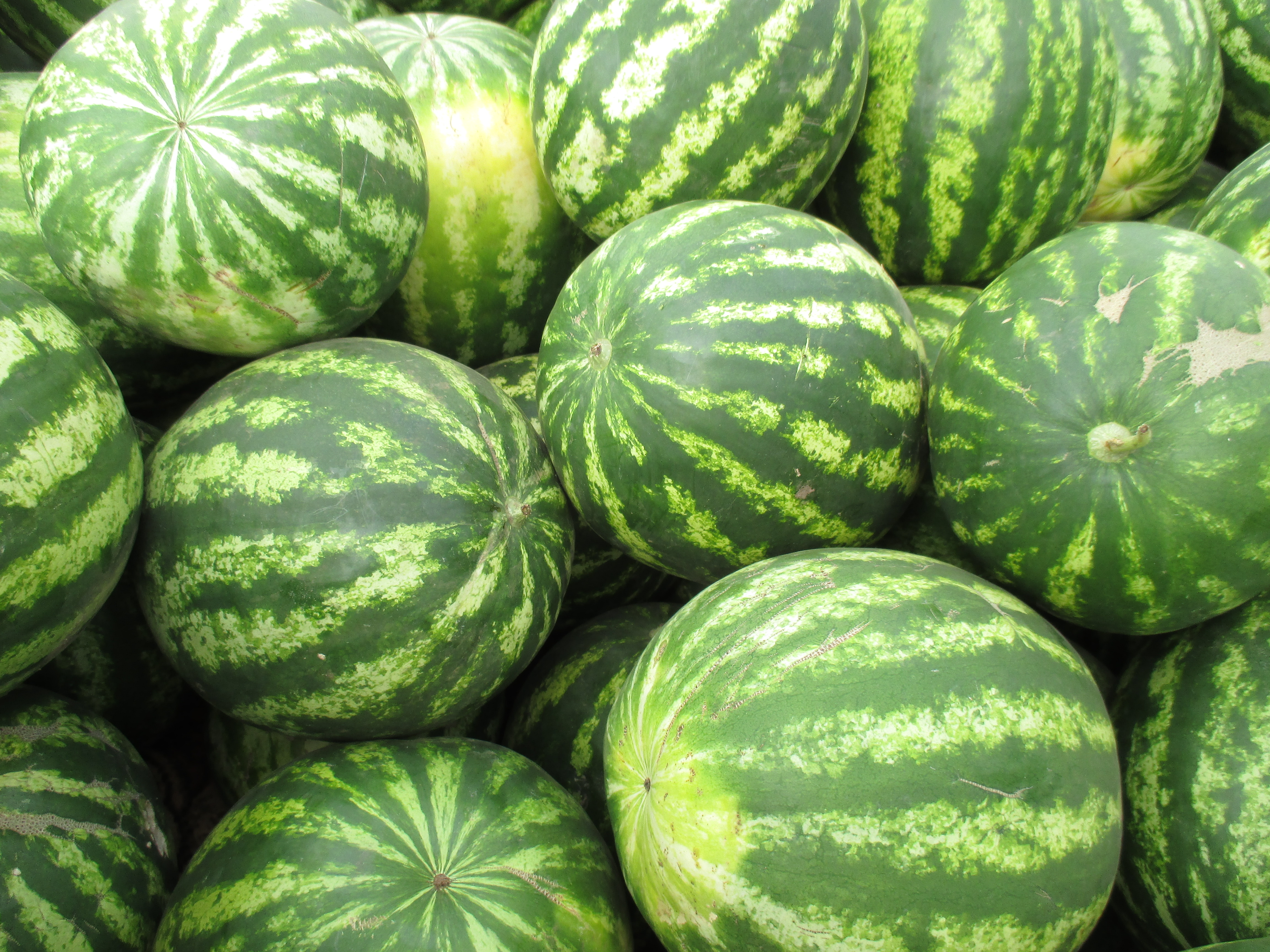 Lots of watermelons.