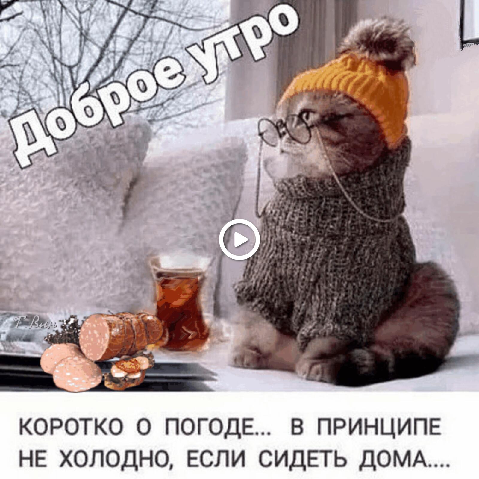 A postcard on the subject of winter morning good morning kitten for free