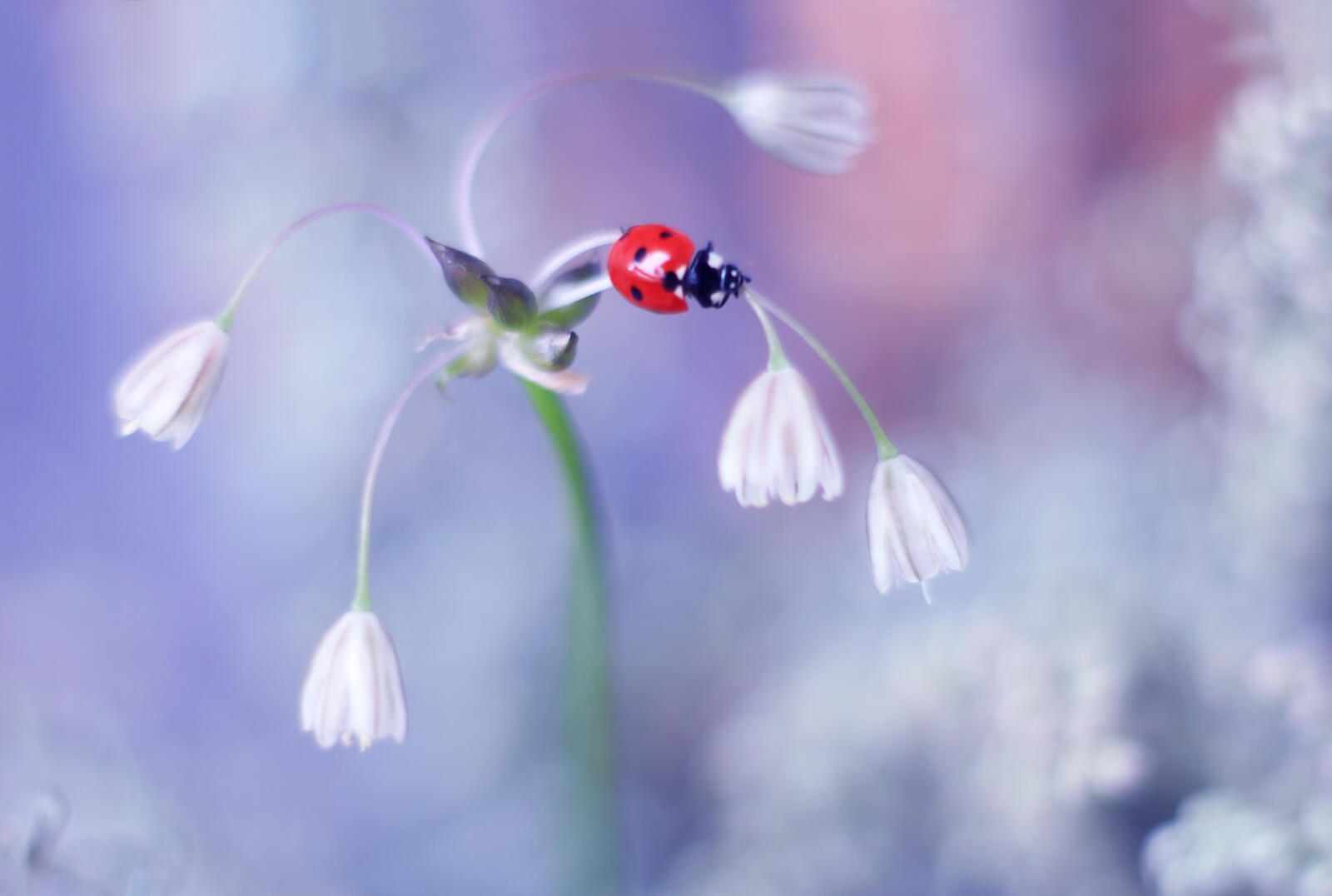 Wallpapers ladybug flower white flower on the desktop