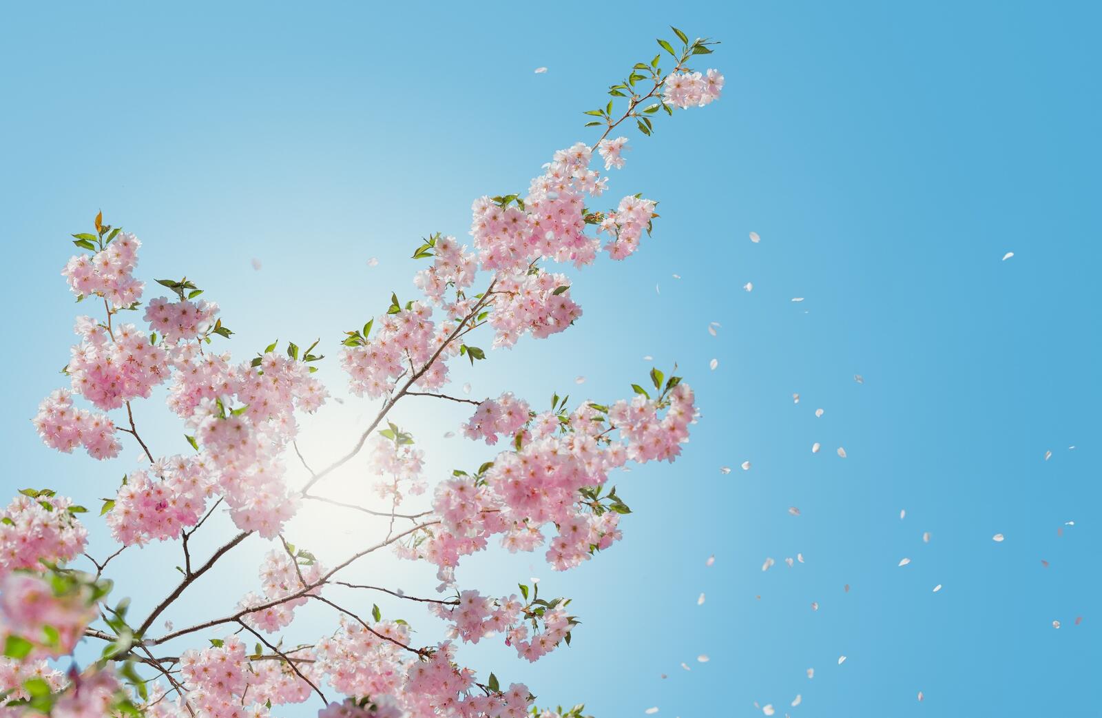 Wallpapers cherry clear sky petals on the desktop