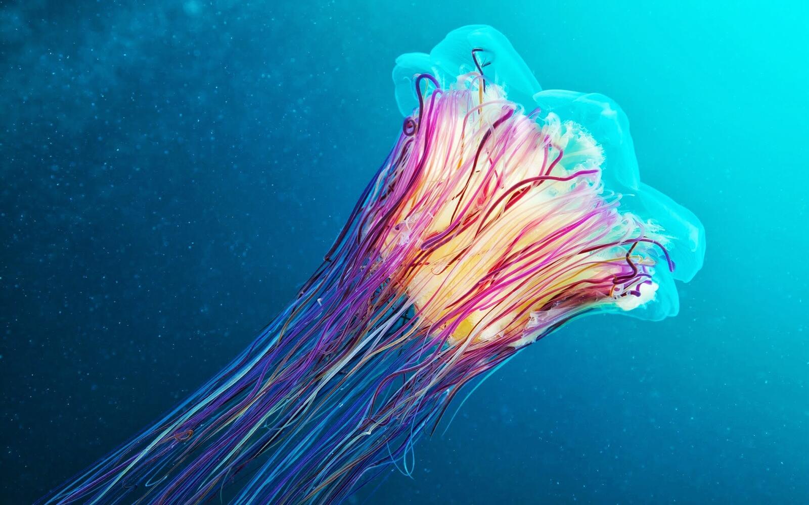Wallpapers colorful jellyfish underwater on the desktop