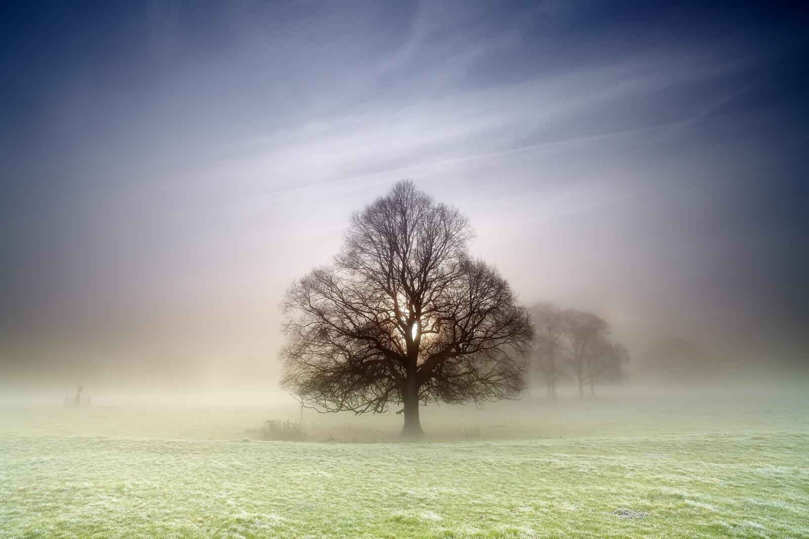 Wallpapers lonely tree field fog on the desktop