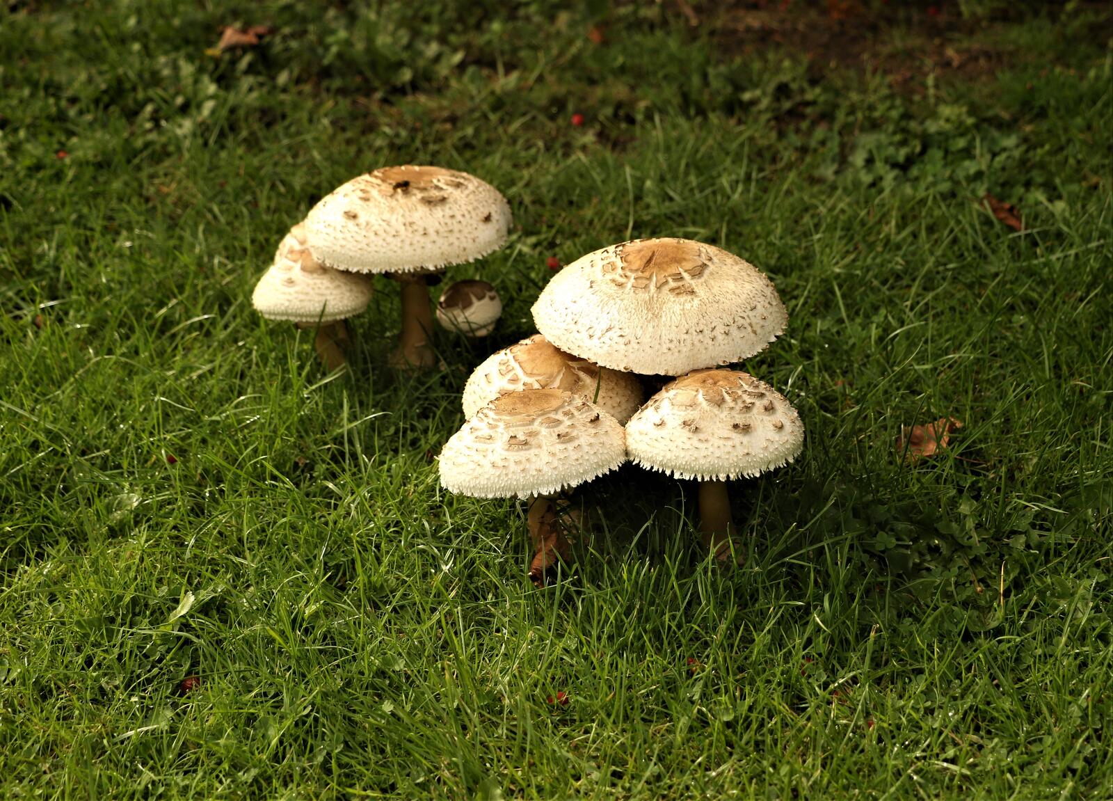 Обои природа еда грибы природа на рабочий стол