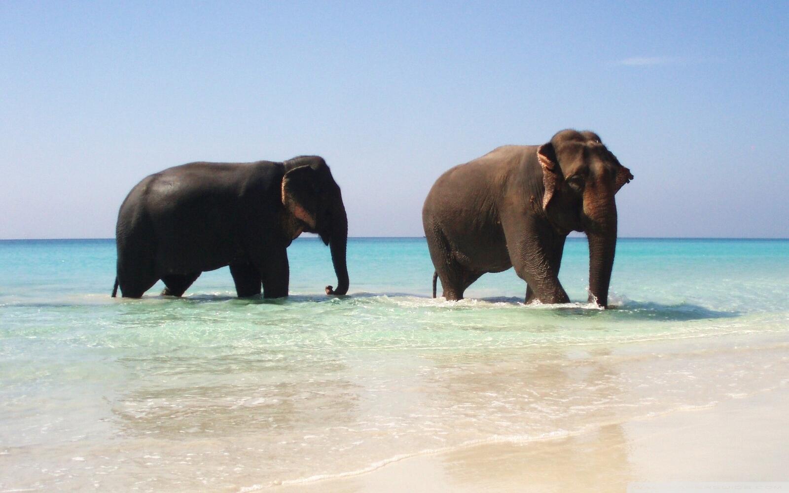 Free photo The elephants are taking a refreshing bath