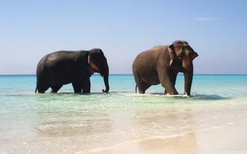 Слоны принимают освежающие ванны