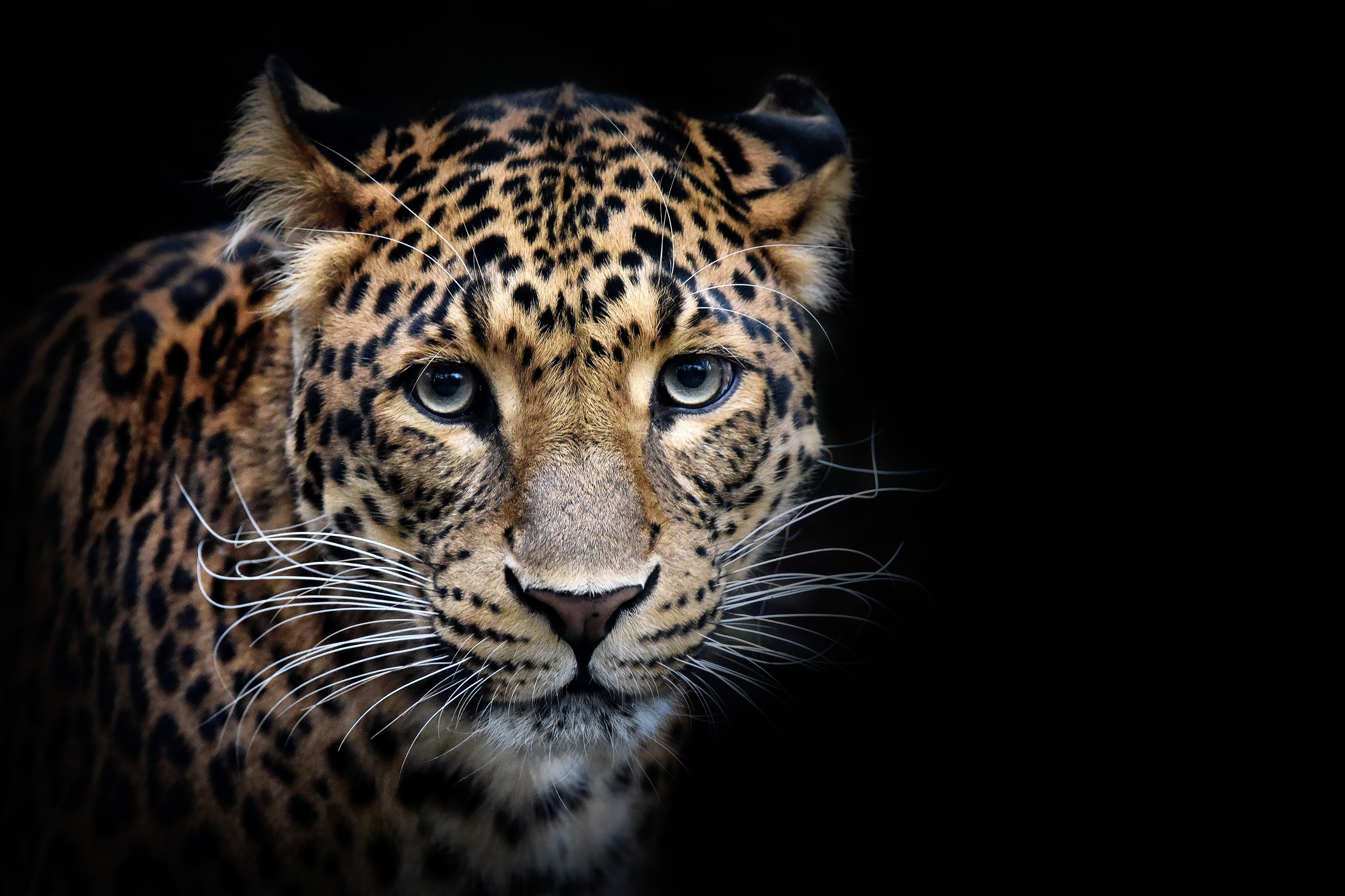 Обои Шриланкийский леопард леопард портрет на рабочий стол