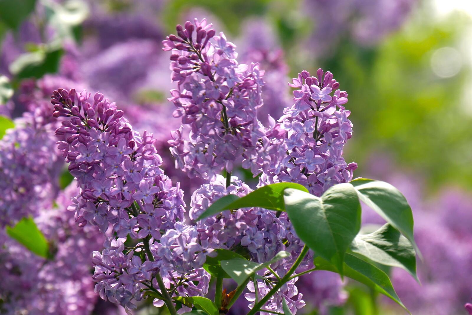 Free photo branch of lilac