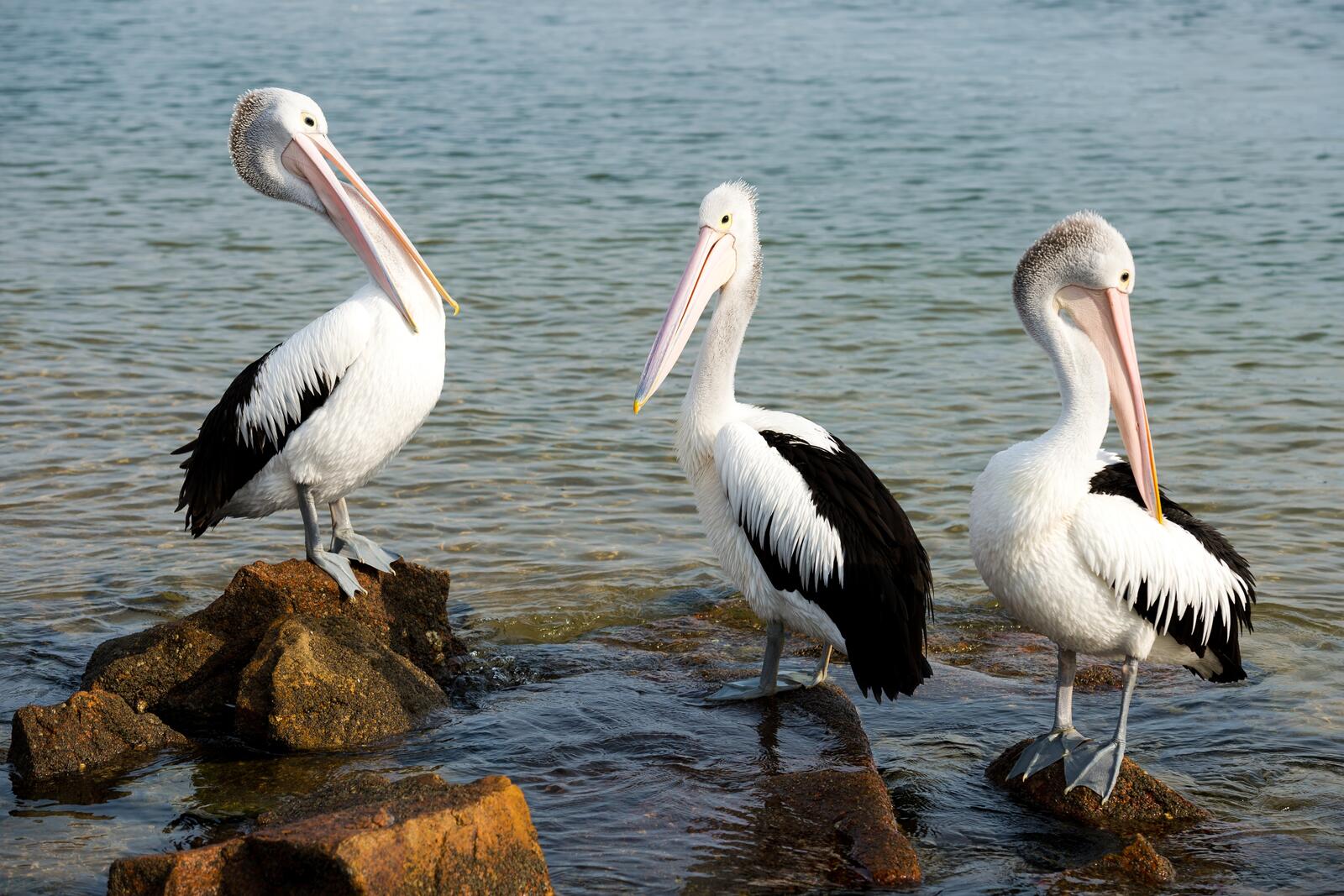 Wallpapers bird pelicans water on the desktop