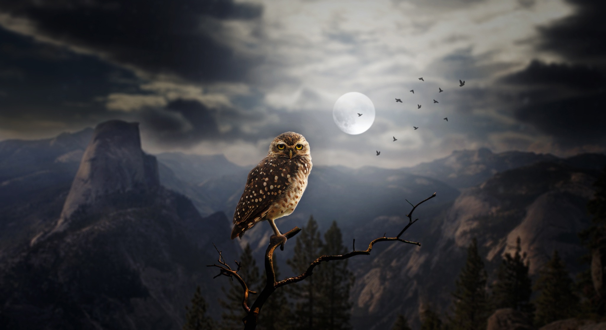 Wallpapers moon fantasy owl on the desktop