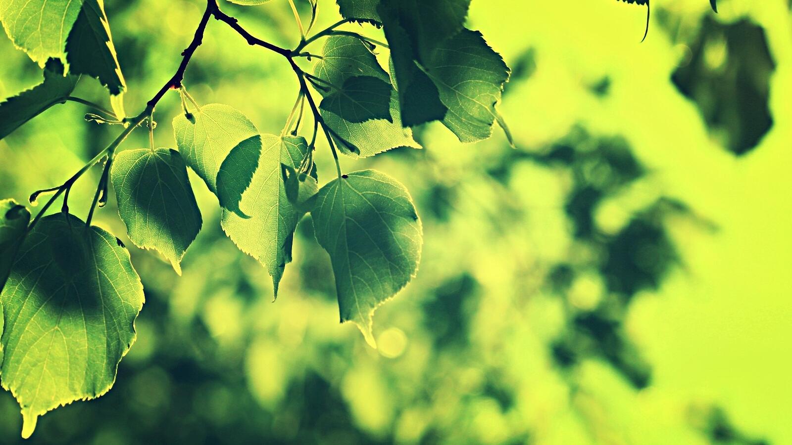 Wallpapers branch green nature on the desktop