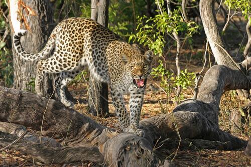 An angry leopard came down from a tree