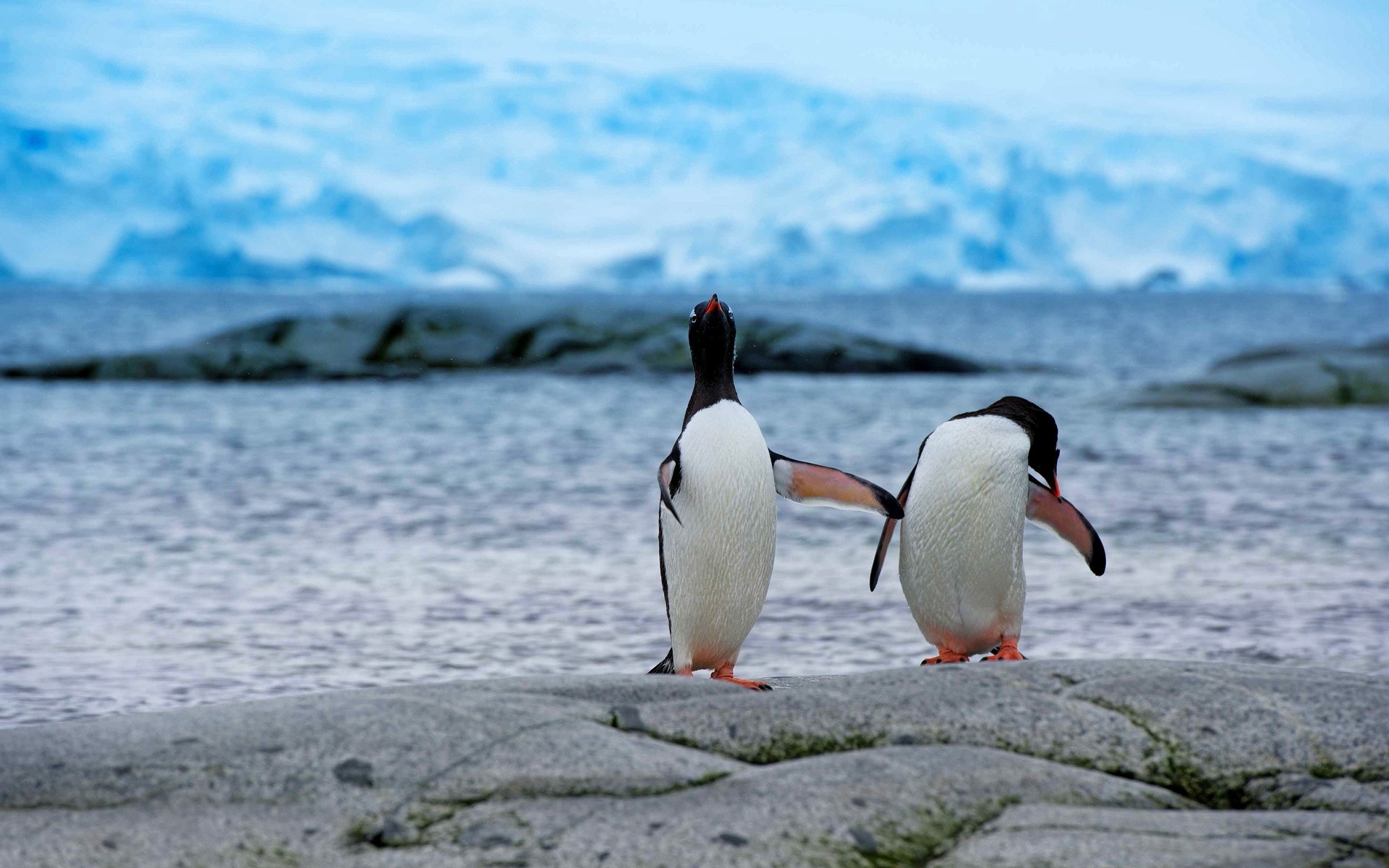 Пингвины в дикой природе. Пингвины в Антарктиде. Папуанский Пингвин Антарктида. Королевский Пингвин в Антарктиде. Пингвины в природе.