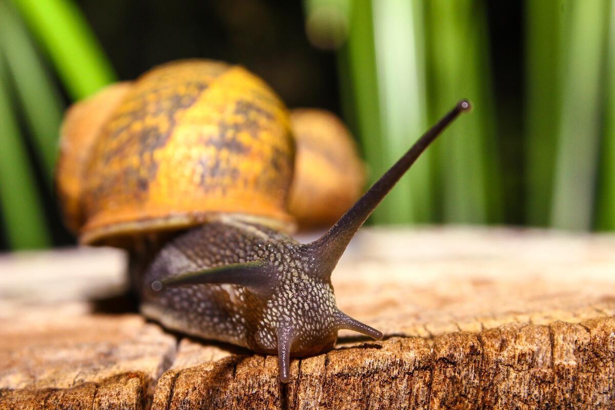 A snail crawls over a cut stump.