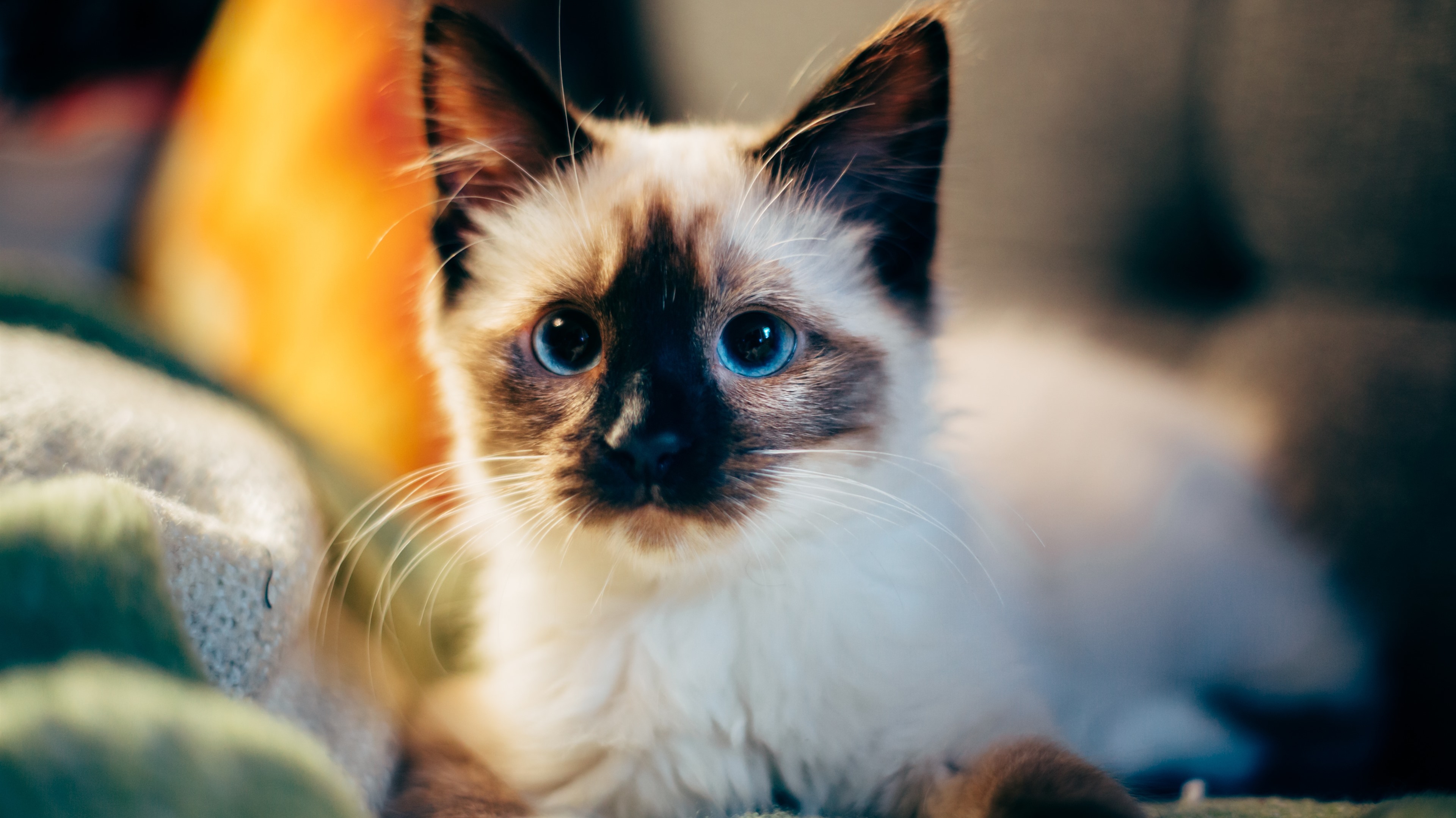Бесплатное фото Милый сиамский котенок