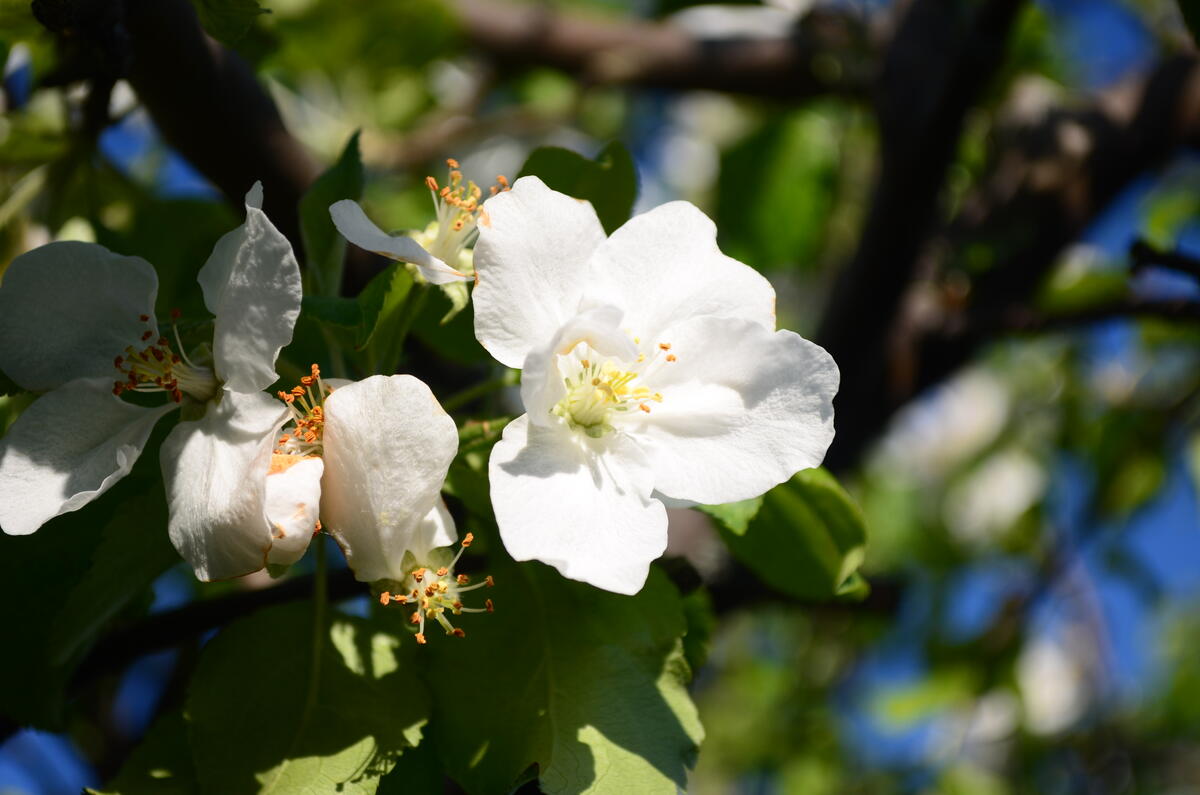 The petals of a blossoming Apple tree
