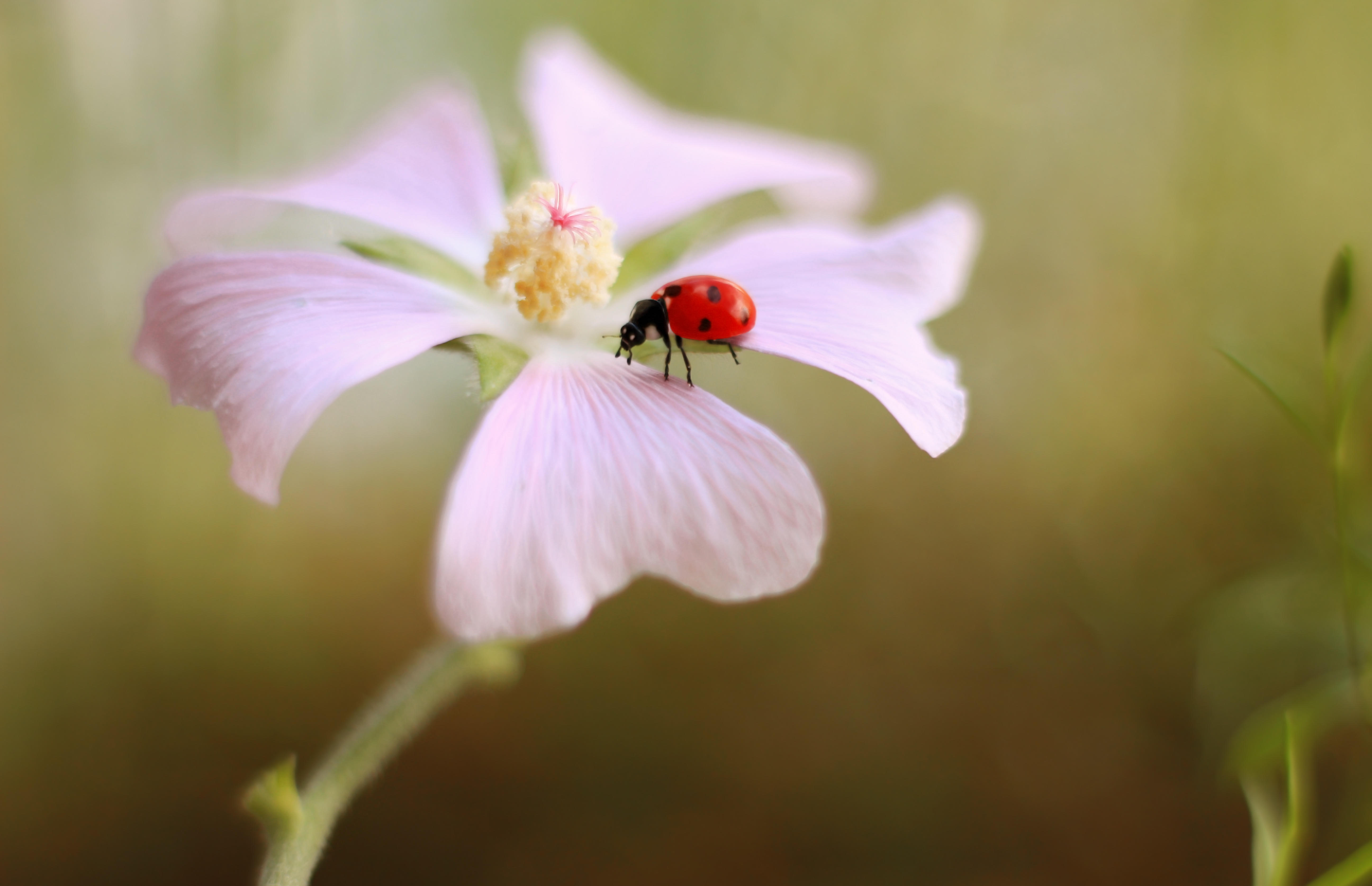 Wallpapers insect petal ladybug on the desktop
