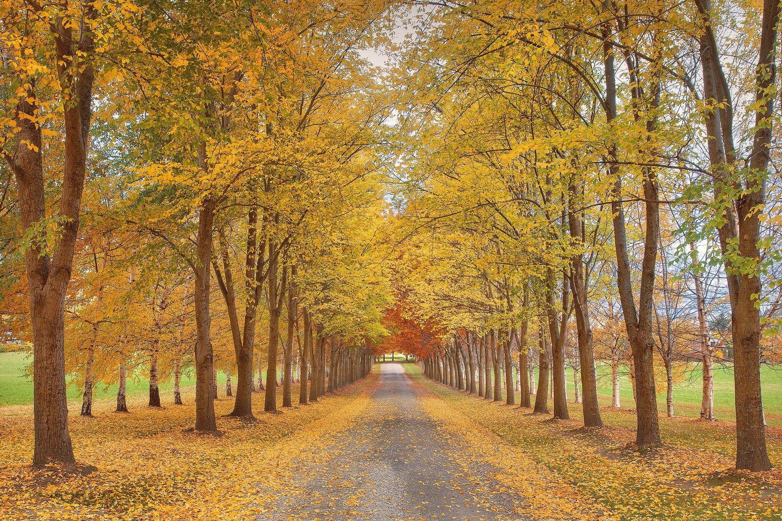 Wallpapers autumn avenue road on the desktop