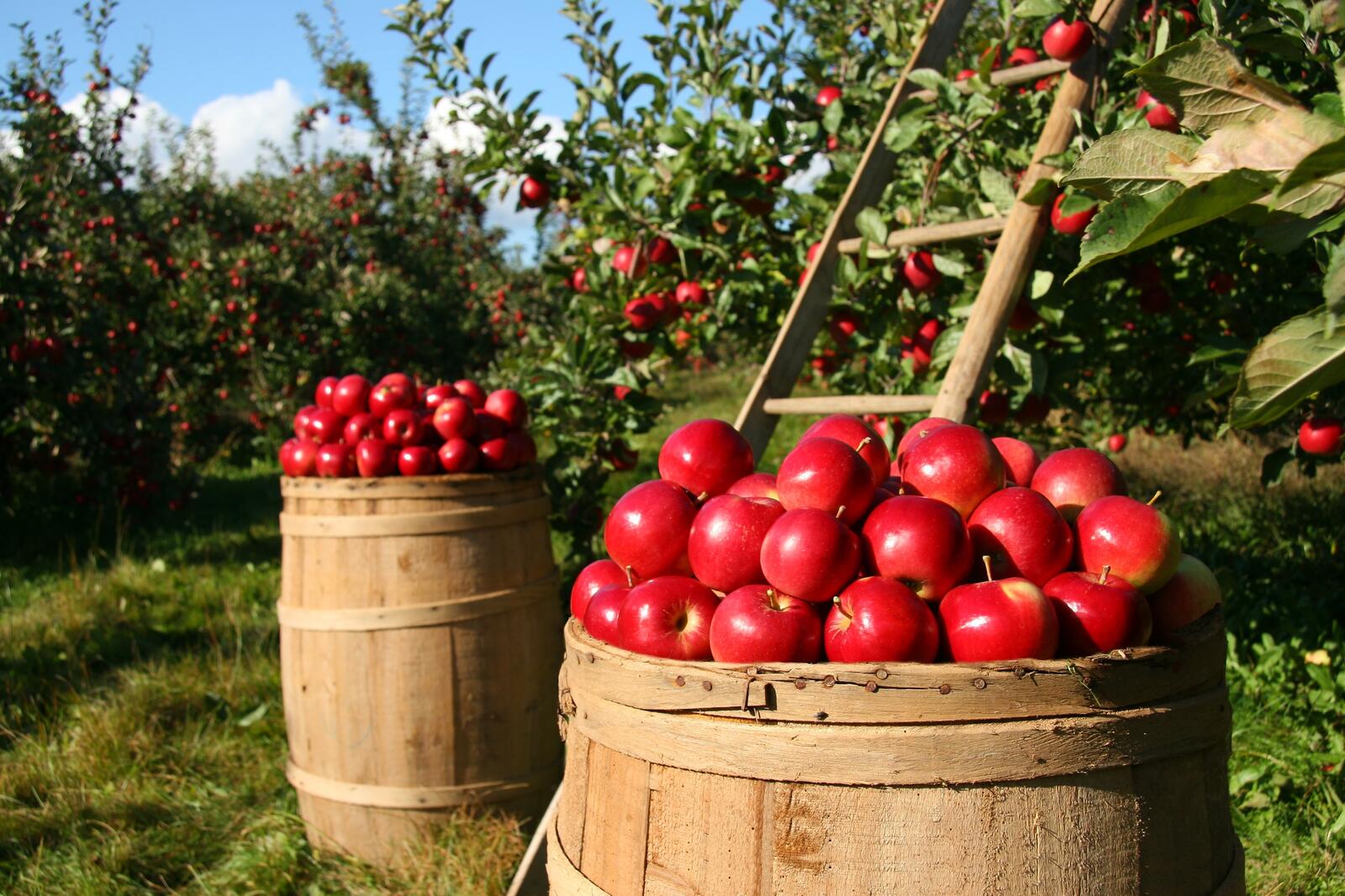 Обои яблоневый сад искусственный объект сезон на рабочий стол
