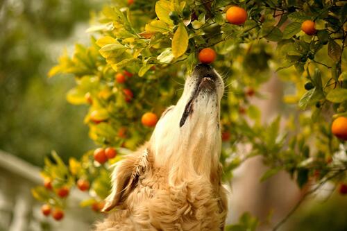 Собака наслаждается мандаринами