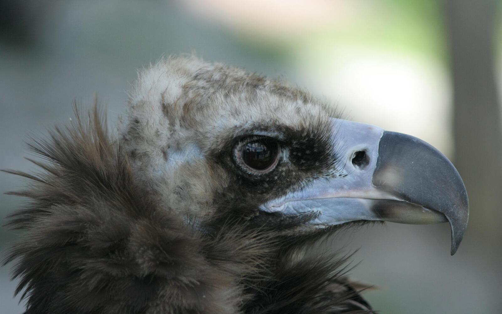 Free photo Close-up of an eagle