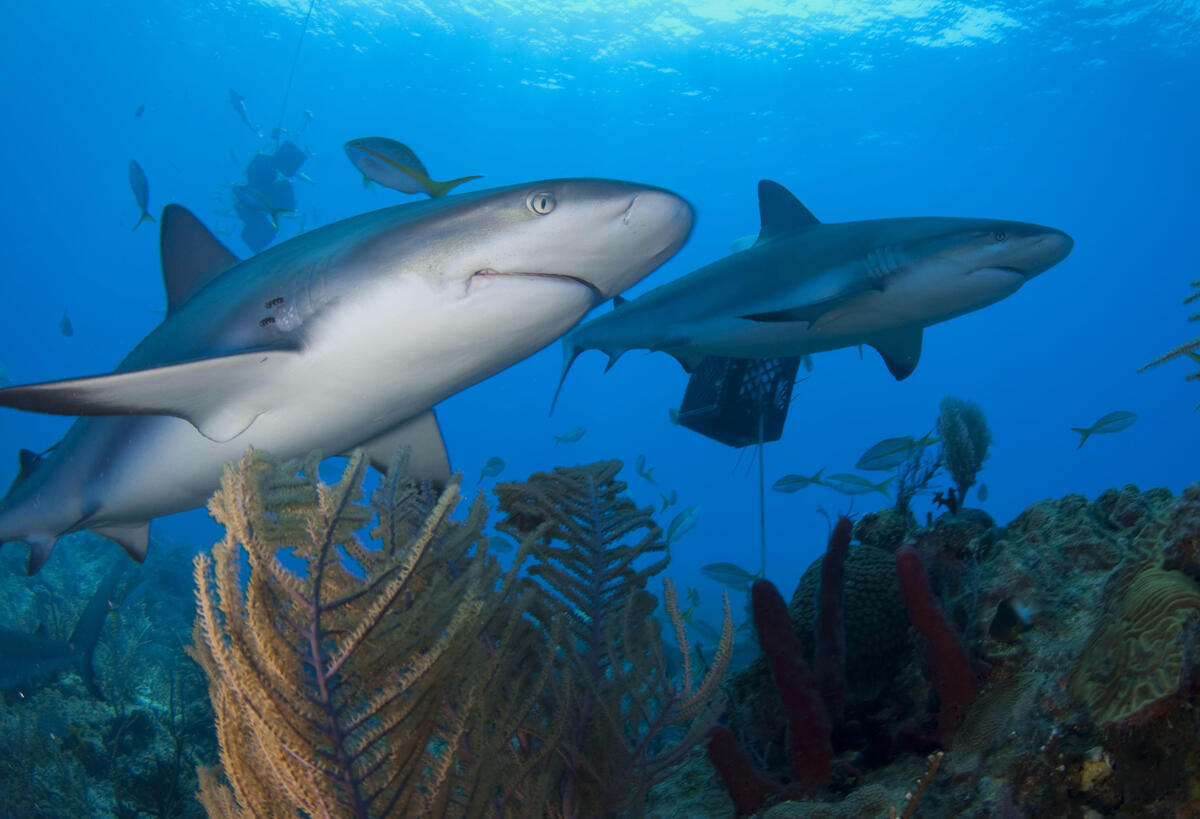 Free sharks, sea - new photos