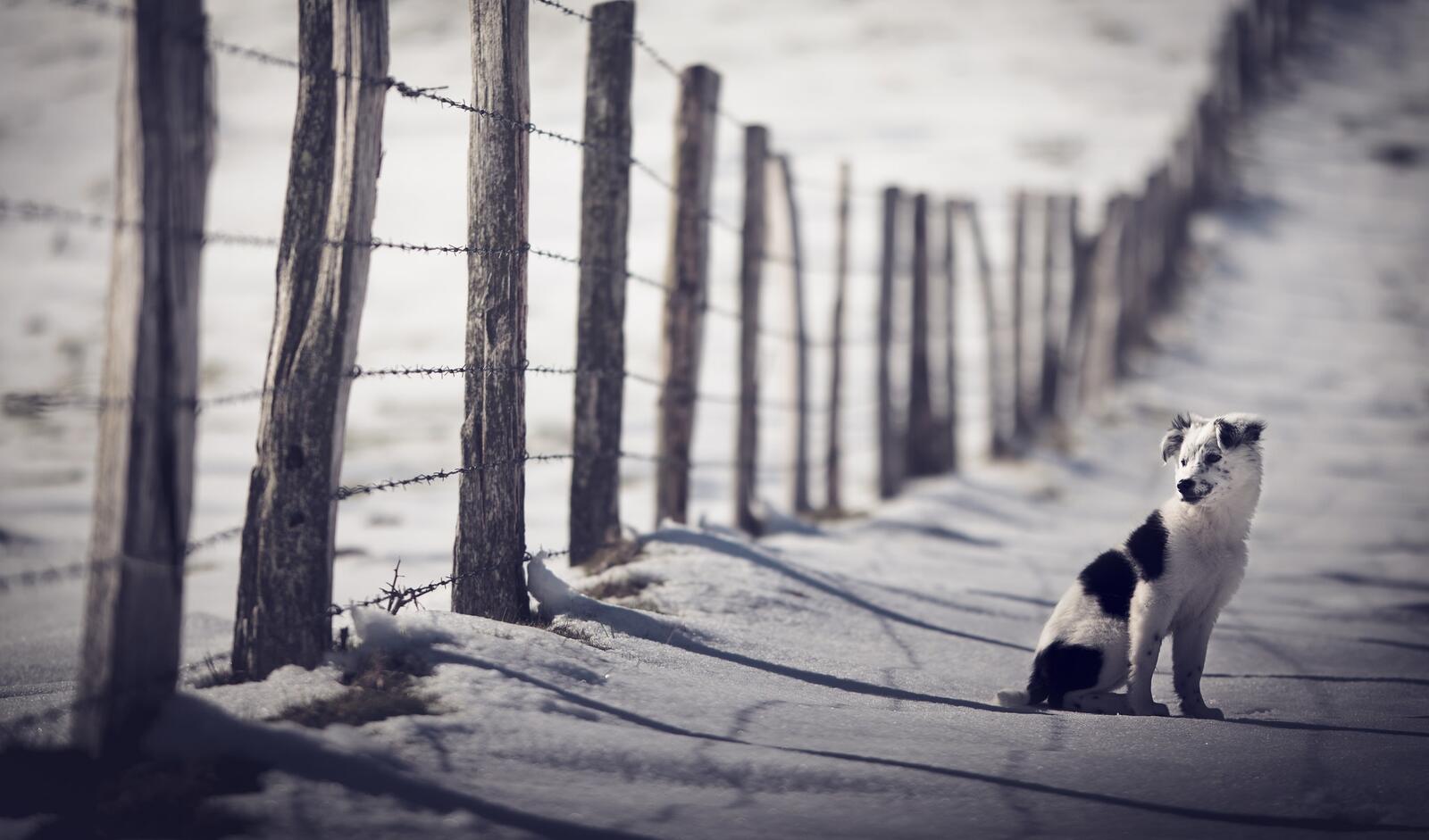 Wallpapers Border collie sit fence on the desktop