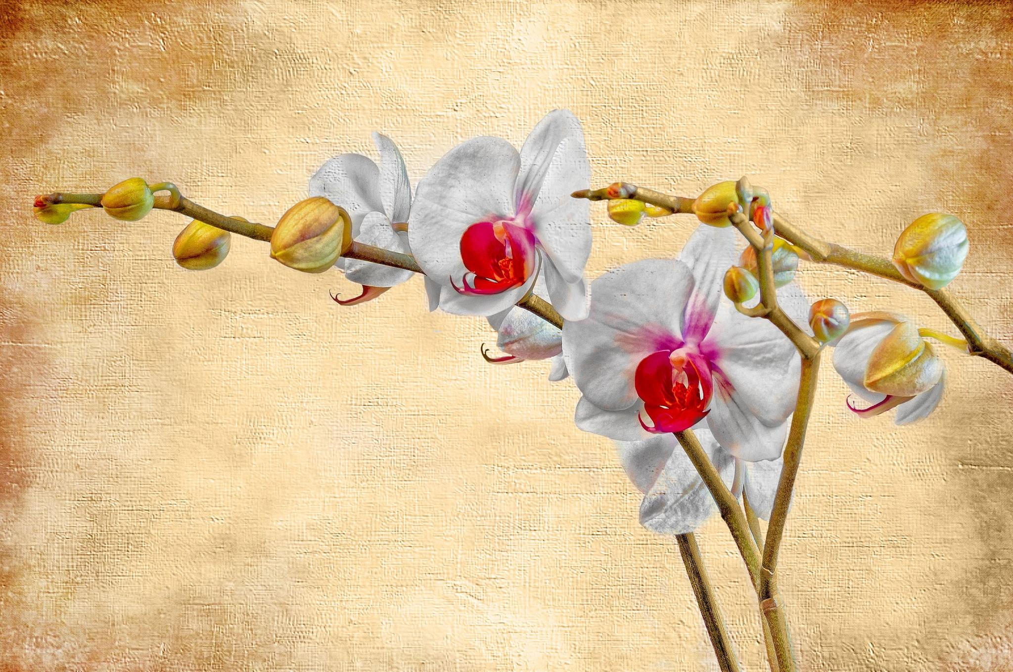 Wallpapers flower orchid background on the desktop
