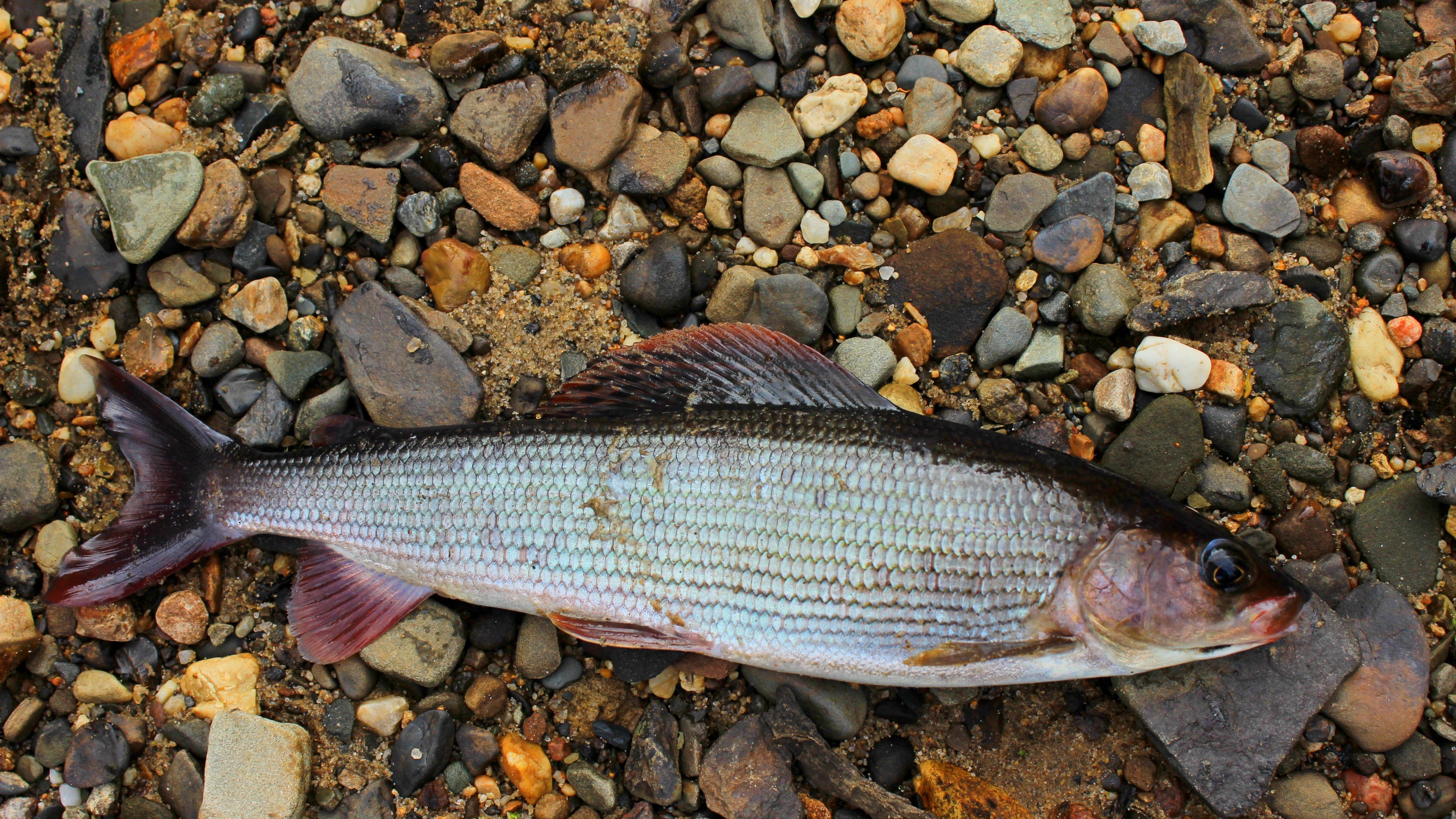 Алтайская рыба Телецкий хариус