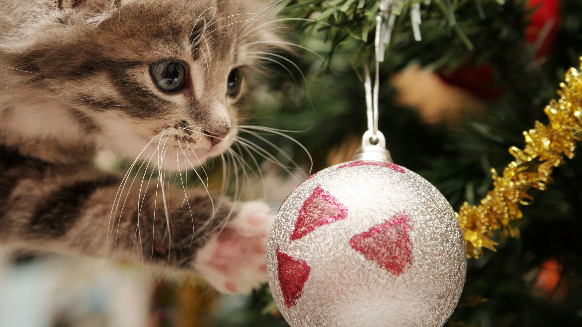 Фото бесплатно котенок, игрушка, новогодний шарик