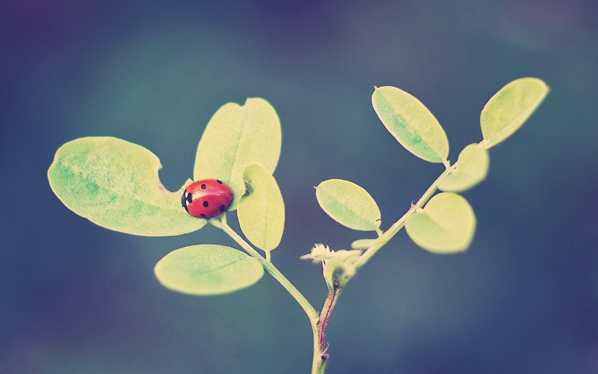 Wallpapers ladybug leaves grass on the desktop