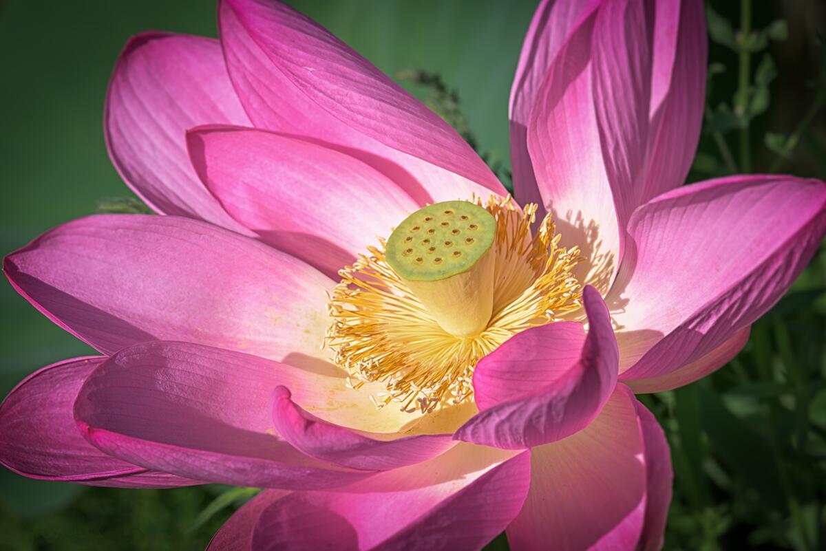 Colorful lotus