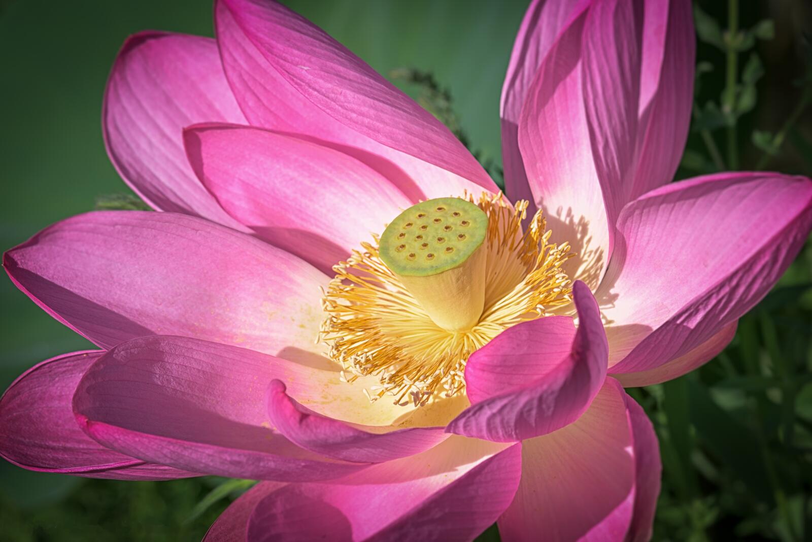 Free photo Colorful lotus