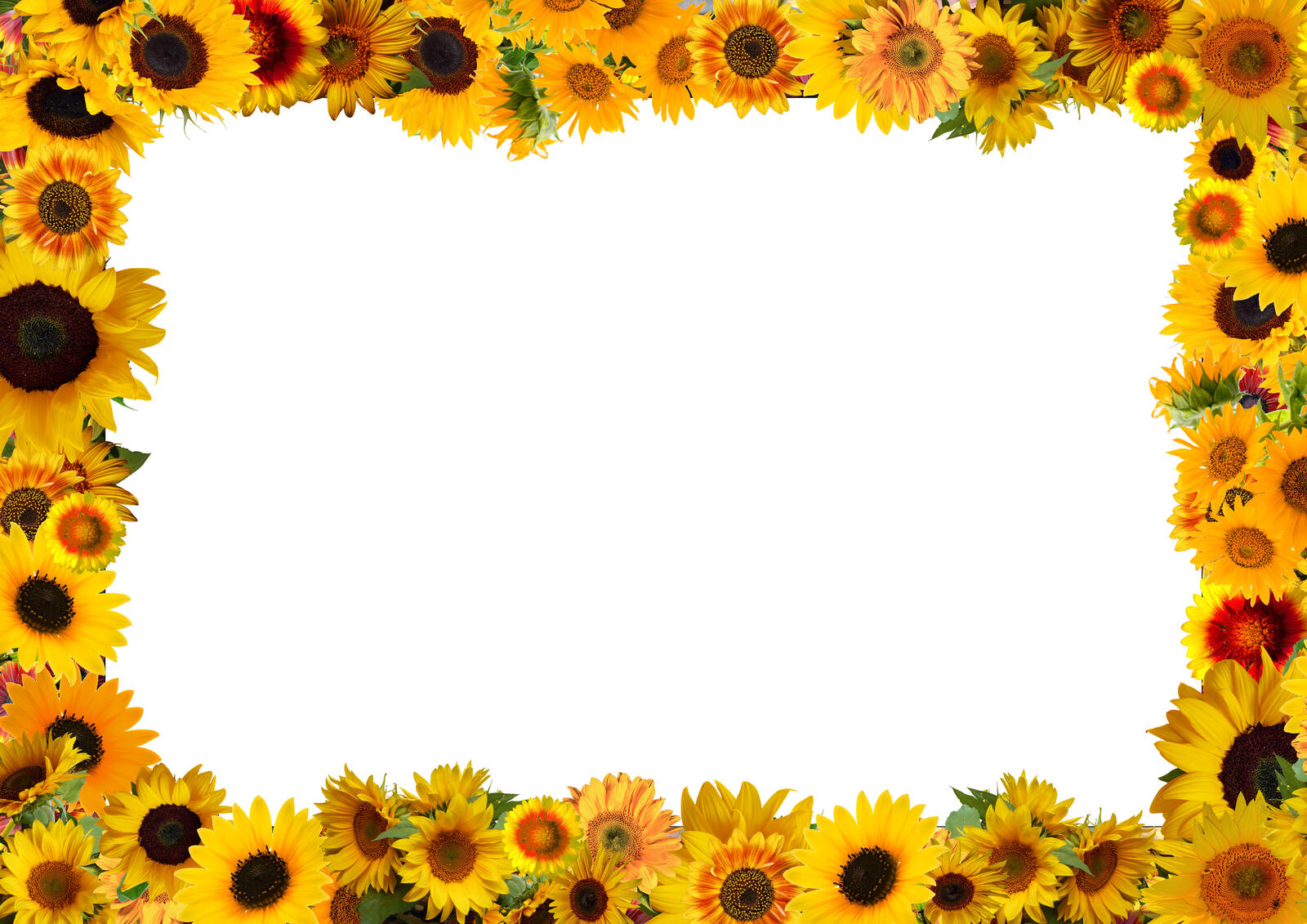 Wallpapers helianthus template greeting card white background on the desktop