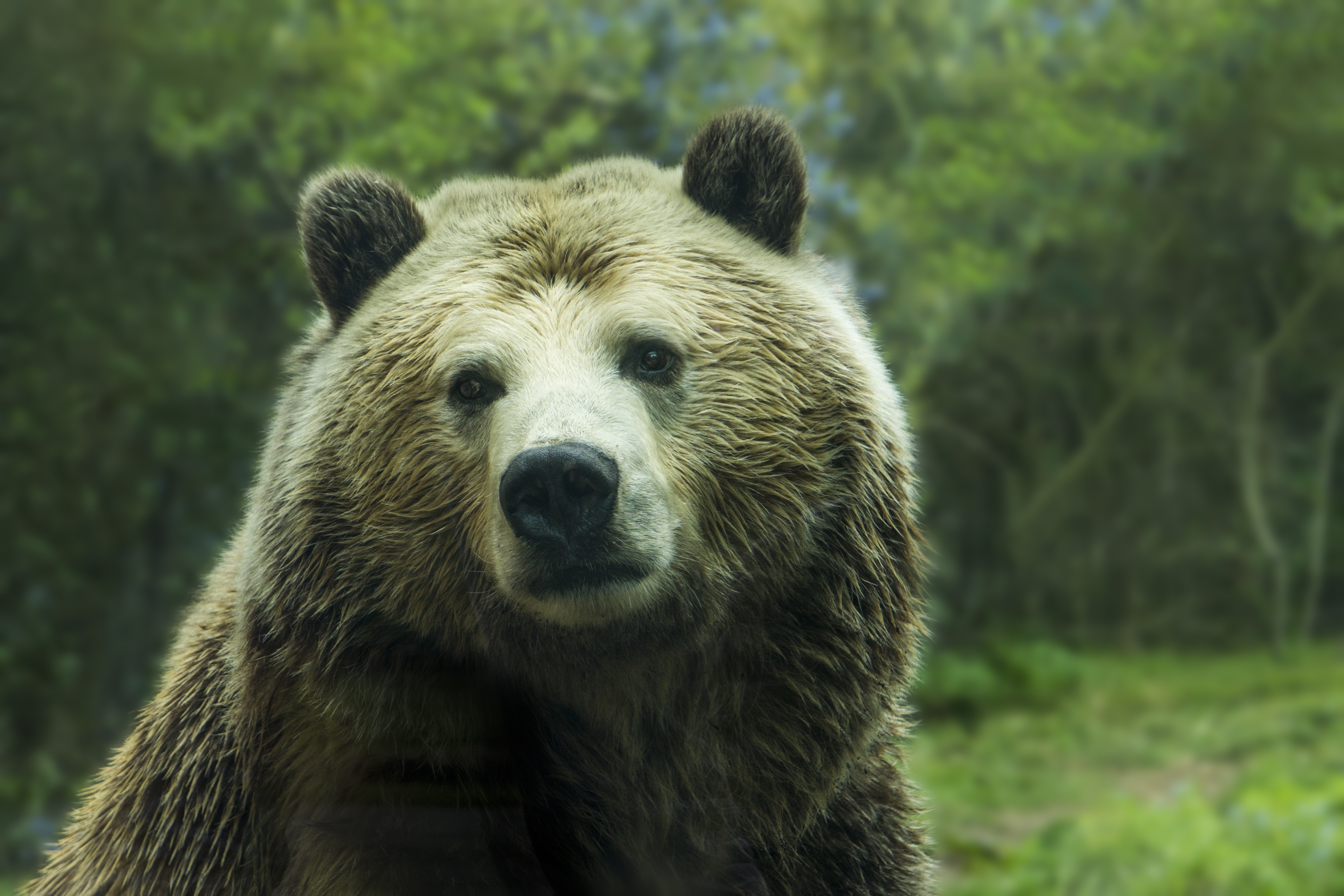 Фото мех дикая местность бурый медведь - бесплатные картинки на Fonwall