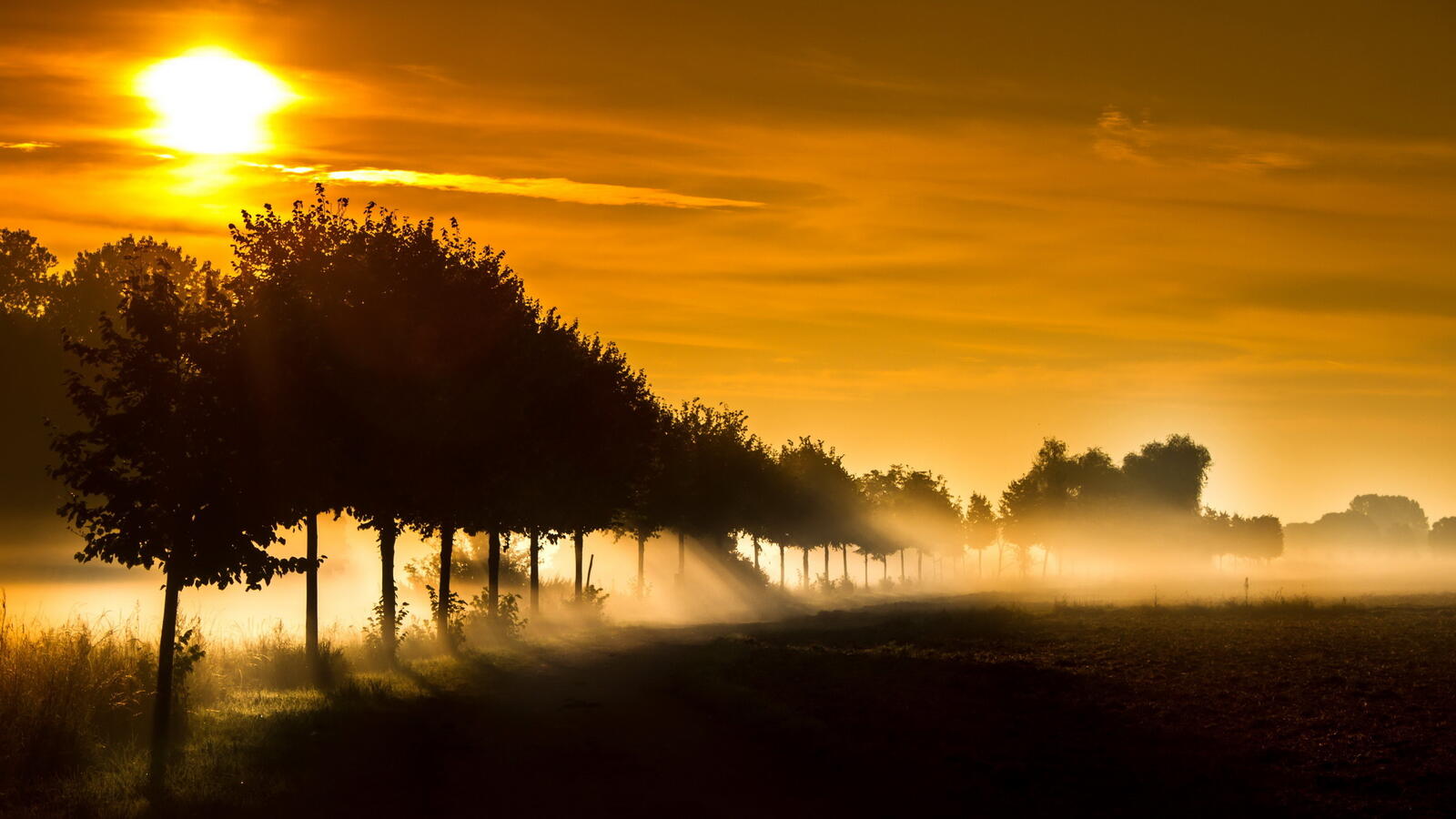 Бесплатное фото Деревья на фоне туманного заката